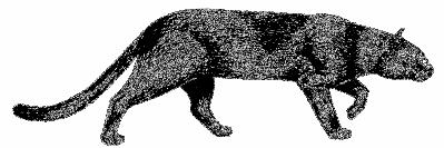NAVARRO, J. F & MUÑOZ, J Herpailurus yagouarondi (Lacépède, 1809) Gato pardo, gato de monte, gato montes, zorro gato, jaguarundi, gato montuno. Jaguarundi.