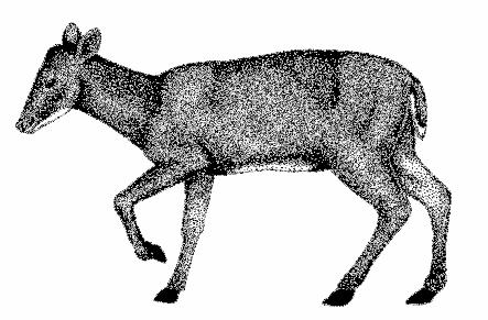 NAVARRO, J. F & MUÑOZ, J Mazama americana (Erxleben, 1777) Venado colorado, soche colorado, soche, venado de monte, venado reinoso, matacan, locho. Red Brocket Deer.