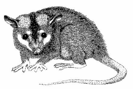 NAVARRO, J. F & MUÑOZ, J Metachirus nudicaudatus (Geoffroy, 1803) Chucha mantequera, cuica, chucha real roja, ratón fara, ratón tunato, tunata. Brown Four-eyed Opossum.