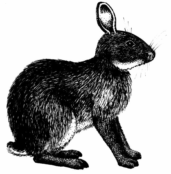 NAVARRO, J. F & MUÑOZ, J Sylvilagus brasiliensis (Linnaeus, 1758) Conejo sabanero, conejo silvestre. Tapiti.