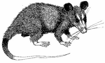 NAVARRO, J. F & MUÑOZ, J Didelphis marsupialis Linnaeus, 1758 Chucha, oposum, rabipelada, zariguella, chucha de orejas negras, comadreja overa, zorro hediondo, faro, fara runcho. Common Opossum.