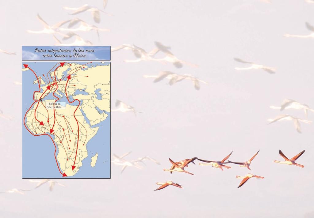 El levante almeriense, y en concreto, Cabo de Gata constituye uno de los puntos estratégicos de paso de las migraciones de aves entre Europa y África, dada la cercanía de ambos continentes desde este