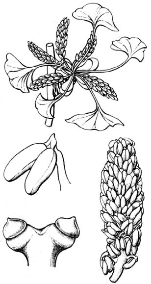 Orden Ginkgoales Este orden esta representado por una sola especie viviente (Ginkgo biloba), el resto son fósiles. Árboles de hasta 30 metros de altura, con crecimiento monopodial, caducifolios.