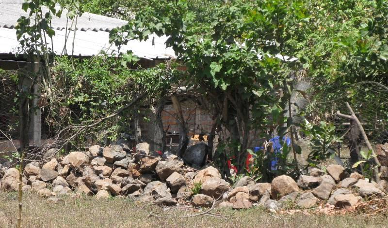 FIGURA 4 En la lotificación vecina al terreno donde se han destruido parte de Cihuatán, varios residentes han