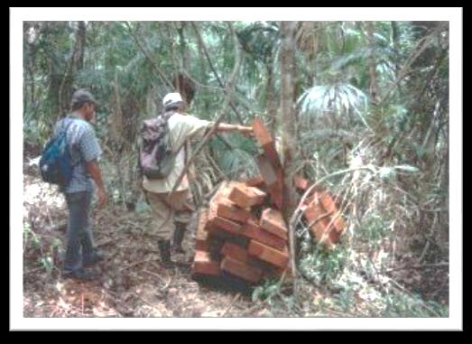 Promoviendo cadenas de valor forestales legales y