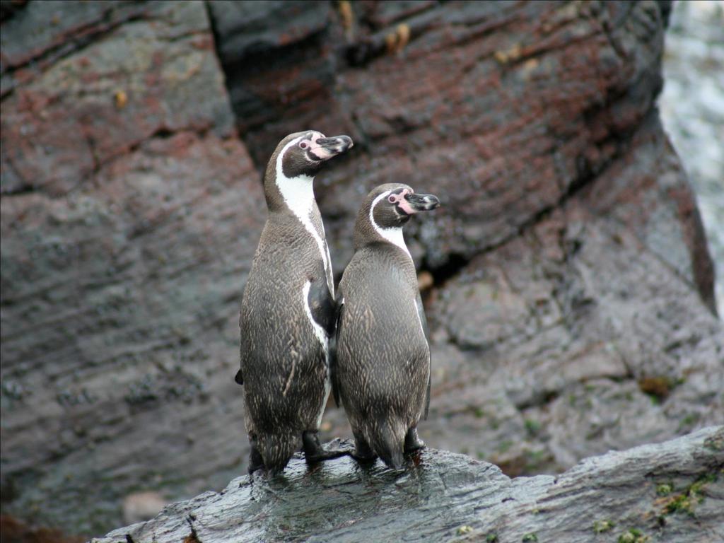 Pingüino de Humboldt, especie en categoría VULNERABLE (UICN,