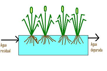 materia orgánica es degradada por los microorganismos que viven en las raíces) y obtendremos un agua que sin ningún otro tratamiento puede verterse en el río o ser reutilizada (Figura 5).