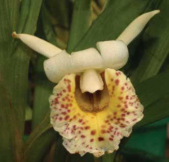 ECHINORHYNCHA MANZURII Flor intacta (intact flower)