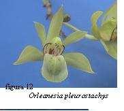 Figura 11. Orleanesia pleurostachys (Lindl & Rchb.f) Planta epifita; con seudobulbos alargados. Hojas a lo largo del tallo.