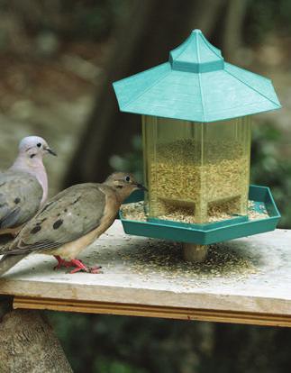 Semillas, clásico alimento para aves El mismo esquema empleado para construir la