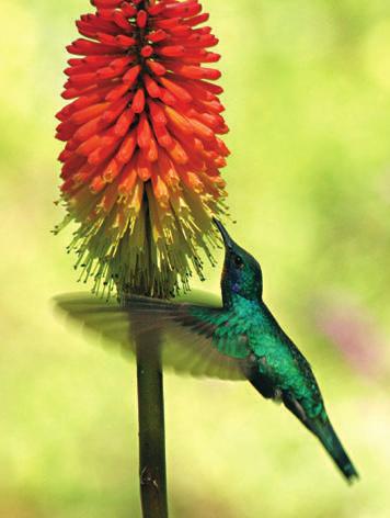 La mejor forma de atraer colibríes a nuestro jardín es sembrando plantas con flores ricas en néctar.