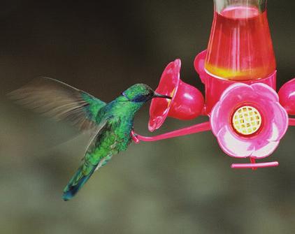 alimentadores para colibríes; son botellas de plástico o de vidrio, que cuentan con una base en la