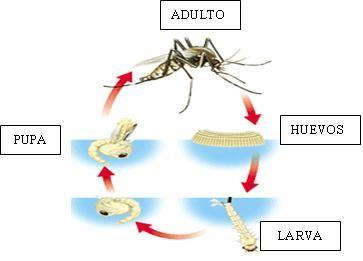 Fase-MOSQUITO: La pupa se abre y deja salir el mosquito totalmente formado, ya adulto. Vive de 1 a 2 meses. 6.