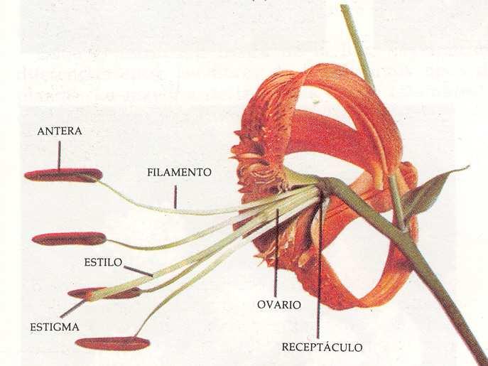 del ovario Flor epígina o con gineceo ínfero: el gineceo se encuentra tan inserto
