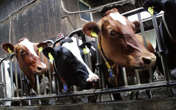 Recomendaciones de uso de Energy MAX al ganado de leche: Existen diferentes alternativas para calcular la dosis adecuada, a continuación presentamos las más usadas: Ganado Lechero - Método Drackley
