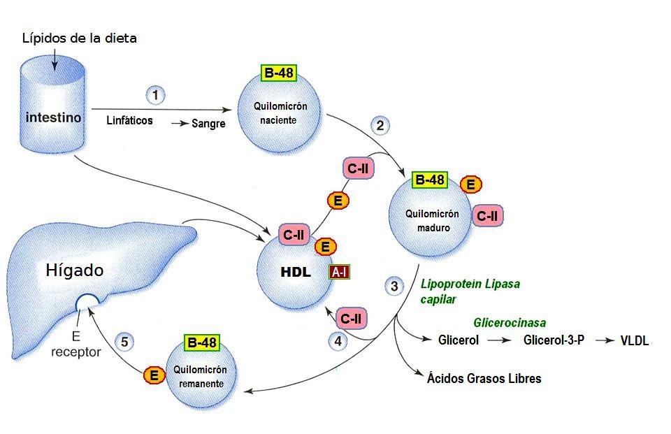 En su trayecto por la circulación, el quilomicrón, completa su maduración al recibir otras apopoproteínas como las C-I, C- II, C-III y E, cedidas por las HDL.