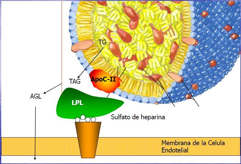 Lipoproteína lipasa (LPL) Los TAG de los quilomicrones son hidrolizados por la LPL de los capilares.