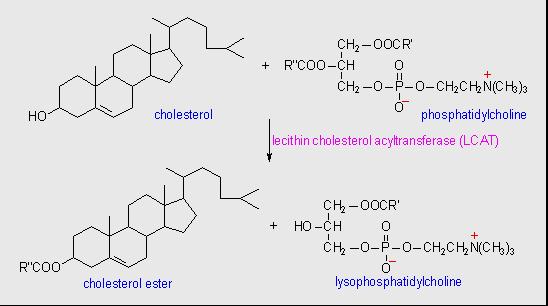 Acción de Lecitin Colesterol Acil Transferasa (LCAT) Colesterol Lecitin