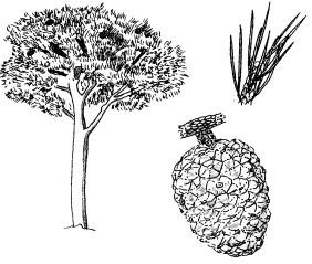 4.5- Els tipus de les plantes amb llavors 34) Les plantes que es reprodueixen amb llavors s anomenen plantes superiors.