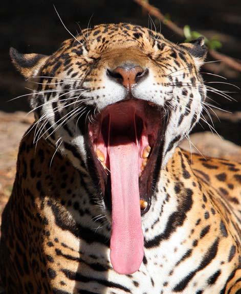 Descripción El jaguar Panthera onca es el tercer felino más grande del mundo y el mayor en el continente americano.
