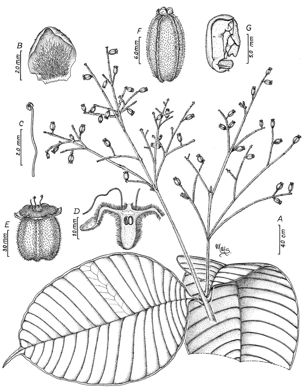 Nueva especie y nuevos registros de Myrtaceae Figura 1. Myrcia antioquensis.