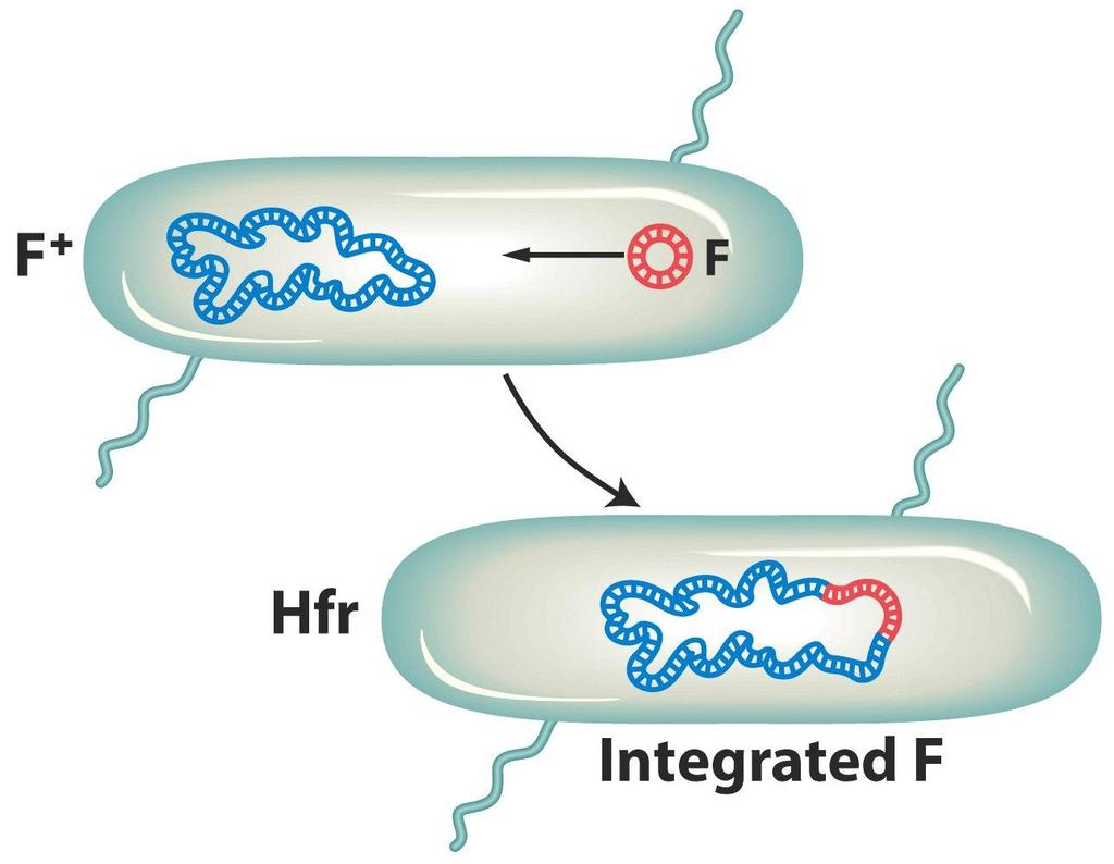 High Frequency of Recombination Integración de F al cromosoma bacteriano El bajo nivel de