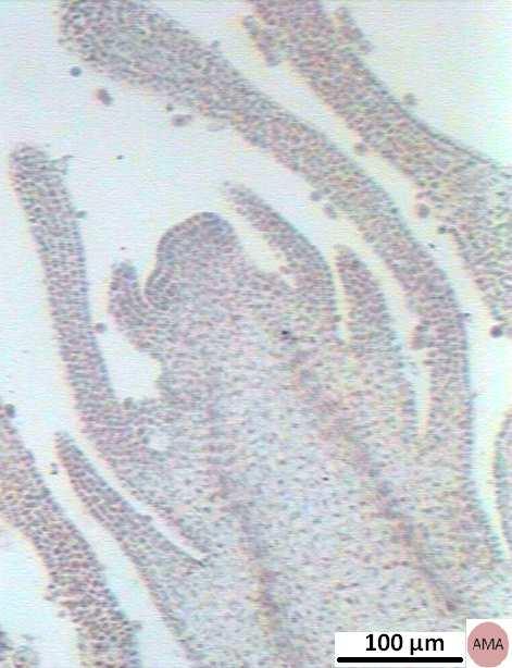 De acuerdo a la Teoría de los Histógenos, el periblema por divisiones multiplicativas (Mitosis) produce las células del meristema derivado llamado meristema fundamental; las células de este