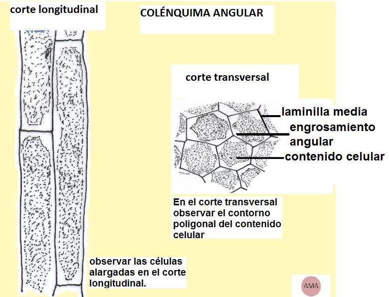 El colénquima está formado por células alargadas en corte longitudinal, acompañando la longitud del órgano (pueden alcanzar hasta 2 mm de longitud) y poligonales en corte transversal del órgano.
