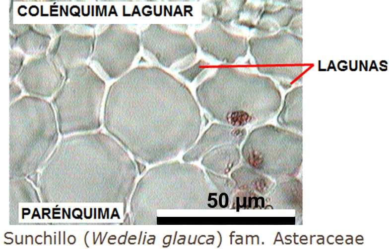cutícula epidermis colénquima angular parénquima 50 µm Lagunar: es un colénquima con espacios intercelulares o lagunas, produciéndose el engrosamiento sobre las paredes que limitan la