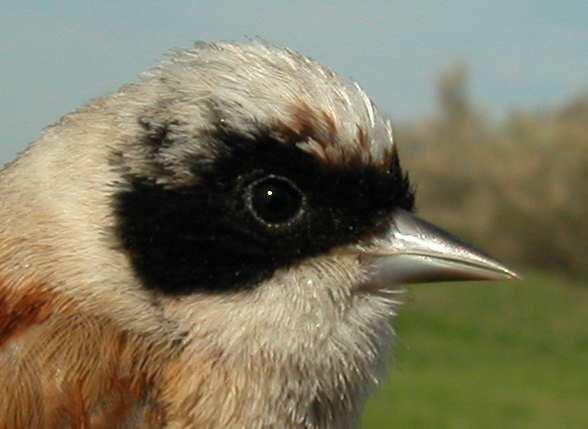 CUIDADO: después de la muda prenupcial ambos tipos de edad muestran contraste en las plumas del ala. Pájaro moscón.