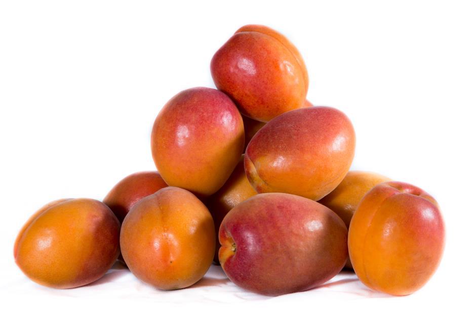 SDR Fruit LLC Wonder Cot cv. Obtentor: SDR Fruit LLC-USA Damasco extra temprano de cosecha el 04 de Noviembre. Fruto firme (Durafel 71), anaranjado con atractiva chapa roja luminosa.