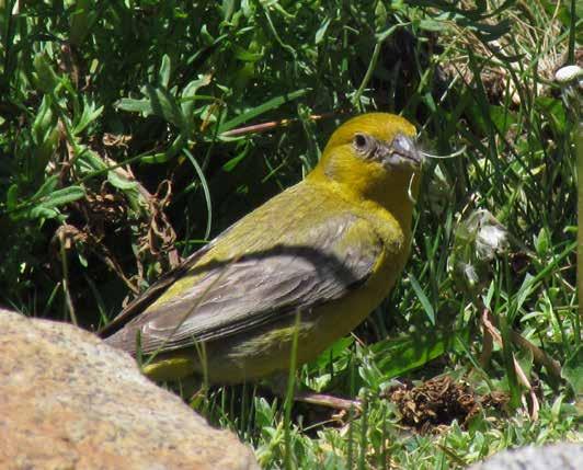 Por debajo es amarillo, con el pecho lavado de pardo. La hembra es más marrón por arriba y parduzca por debajo. ave Chirigüe dorado Sicalis auriventris Chile y Argentina.