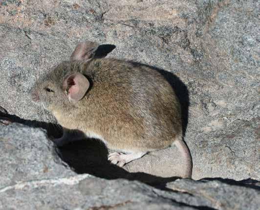 mamífero Ratón orejudo de Darwin Phyllotis darwini Se encuentra en Chile, Argentina, Perú y Bolivia. En Chile se registra desde la Región de Antofagasta hasta la Región de La Araucanía.