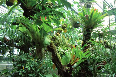 Talleres de botánica Adaptaciones I Plantas de la selva Los bosques en torno al ecuador son muy frondosos, con varios pisos de vegetación y mucha diversidad de especies.