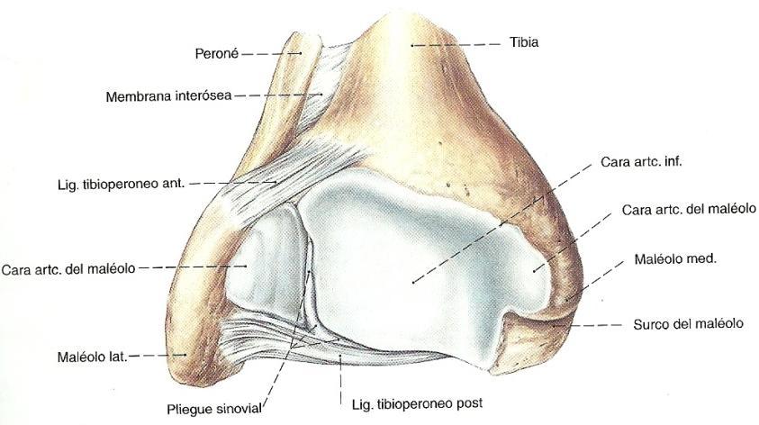 Marco referencial Se trata de una articulación troclear donde sus movimientos son de flexo-extensión del pie respecto a la pierna en su plano sagital (Figura 5). Figura 5.