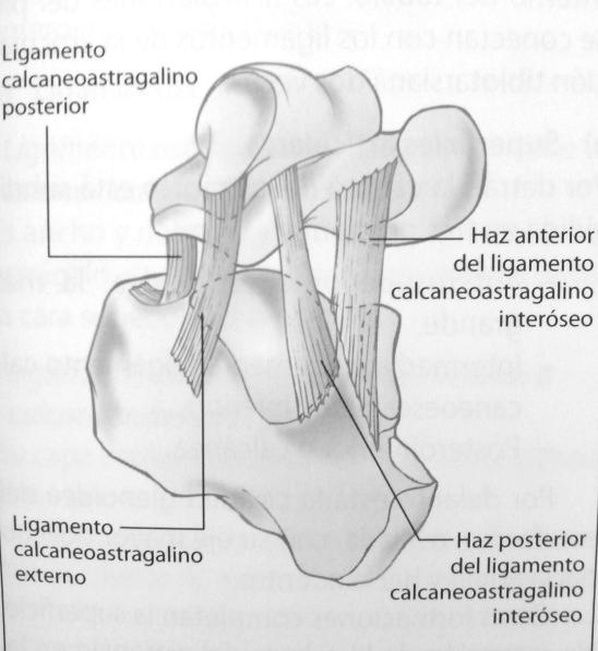 Marco referencial Ligamento calcaneoastragalino externo o lateral, se extiende desde la apófisis externa del astrágalo hasta la cara lateral del calcáneo. Ligamento calcaneoastragalino posterior.