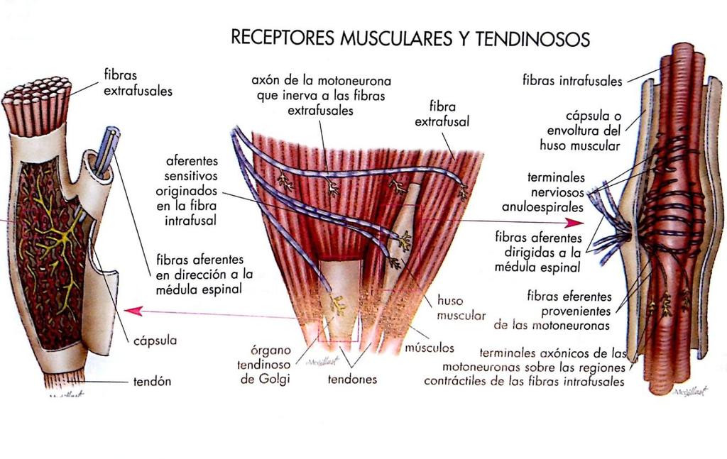 Marco referencial Figura 16. Receptores musculares y tendinosos (Master EVO 7 - Anatomía, Embriología y Fisiología. 7ª, 2014).