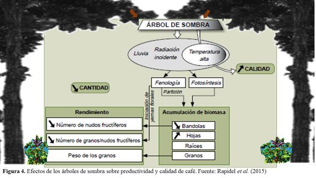 sombra, lo que reduce inclusive, la amplitud de la bienalidad en el cafeto (Haggar et al. 2011).