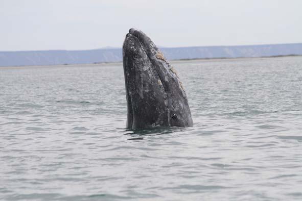 la temporada, para actualizarles en cuanto a observaciones en la población de ballena gris, respuestas de la especie al cambio climático, estado de las actividades del PCELSI y otros temas sobre la
