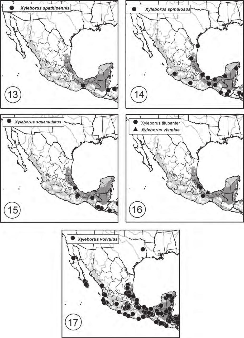 250 Pérez Silva et al.: Especies mexicanas de Xyleborus Figura 5.