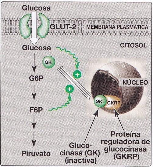 Transportador de glucosa: GLUT 1-14 GLUT-1 eritrocitos, BHE GLUT-2 hígado, riñón, cb páncreas GLUT-3 neuronas GLUT-4 adiposo,