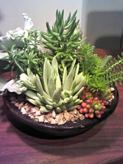 Con cactus y suculentas (7 variedades)