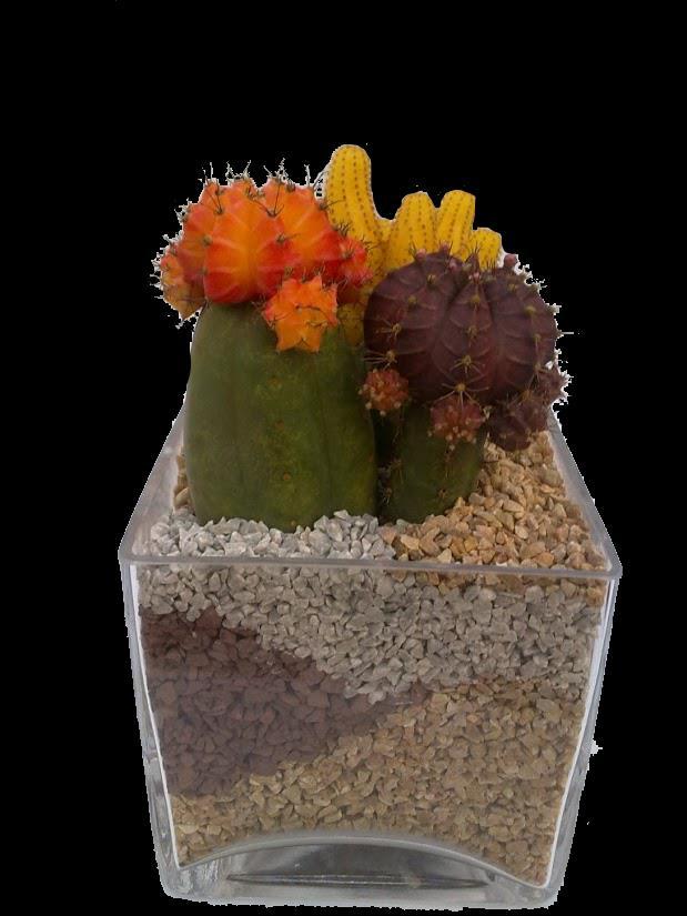 S Cactus Injertados en frasco de vidrio de 13x13 cm.