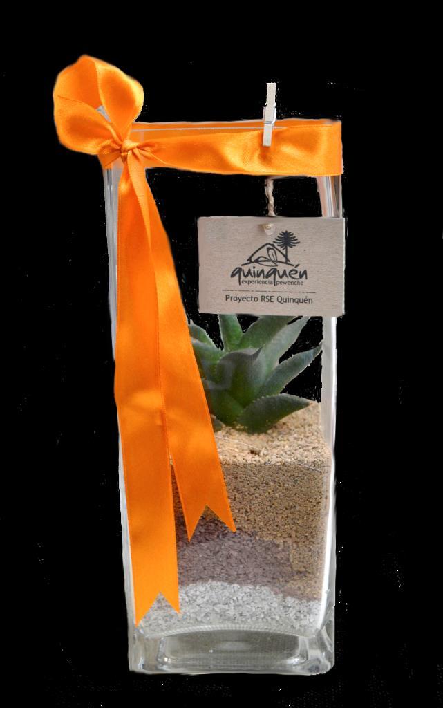 Códigos: FVC6TT-S FVC6TT-C Centro de Mesa en vidrio (25x10 cm aprox.) Una variedad vegetal de 6x6 cm por frasco de vidrio, suculentas o cactus, surtidos.