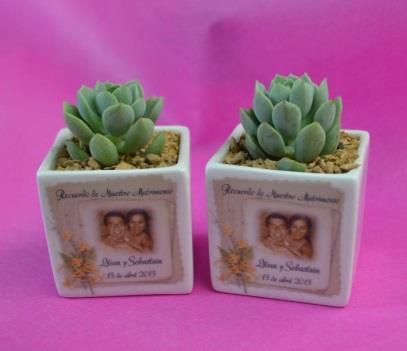 SB Cactus y suculentas en macetero de cerámica blanca cuadrada de 5,4 x