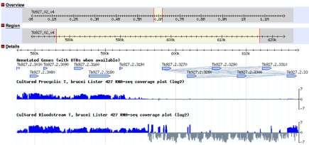 d. Ahora pon el zoom a 40Kb. Desactiva el track de ChIP-seq y activa los de RNA-seq (dos tracks). Deberías estar viendo 40Kb en la región central del cromosoma 2. de T. brucei.