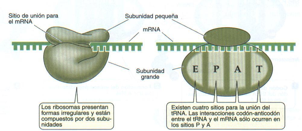 Ribosomas Un ribosoma está conformado por ARN y proteínas; cada ribosoma consiste de dos complejos separados, conocidos como subunidades grande y pequeña.