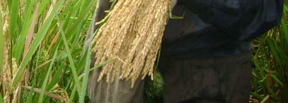 CIAT) 36% de las áreas de LAC donde siembran maíz tiene germoplasma del CIMMYT