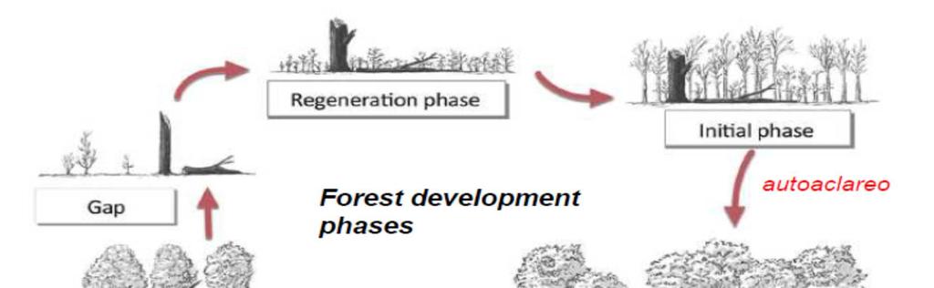 A partir del estudio de bosques poco alterados se definió el ciclo silvogenético