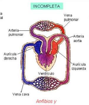 Tienen circulación doble: Circuito menor o pulmonar Circuito mayor o general Corazón con dos aurículas y un ventrículo.